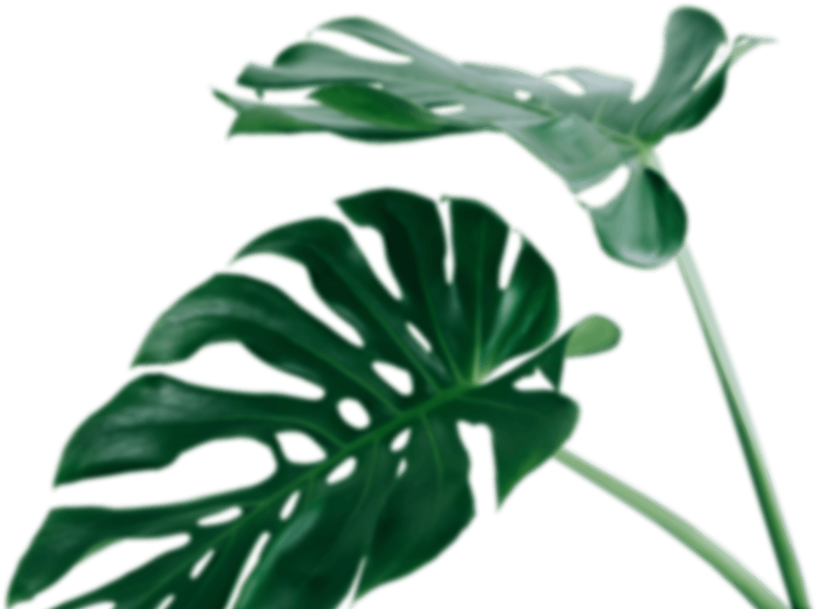 Monstera